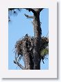 North and around the corner from Ancolte Gulf park, nest PS04b has even less tree top than last year